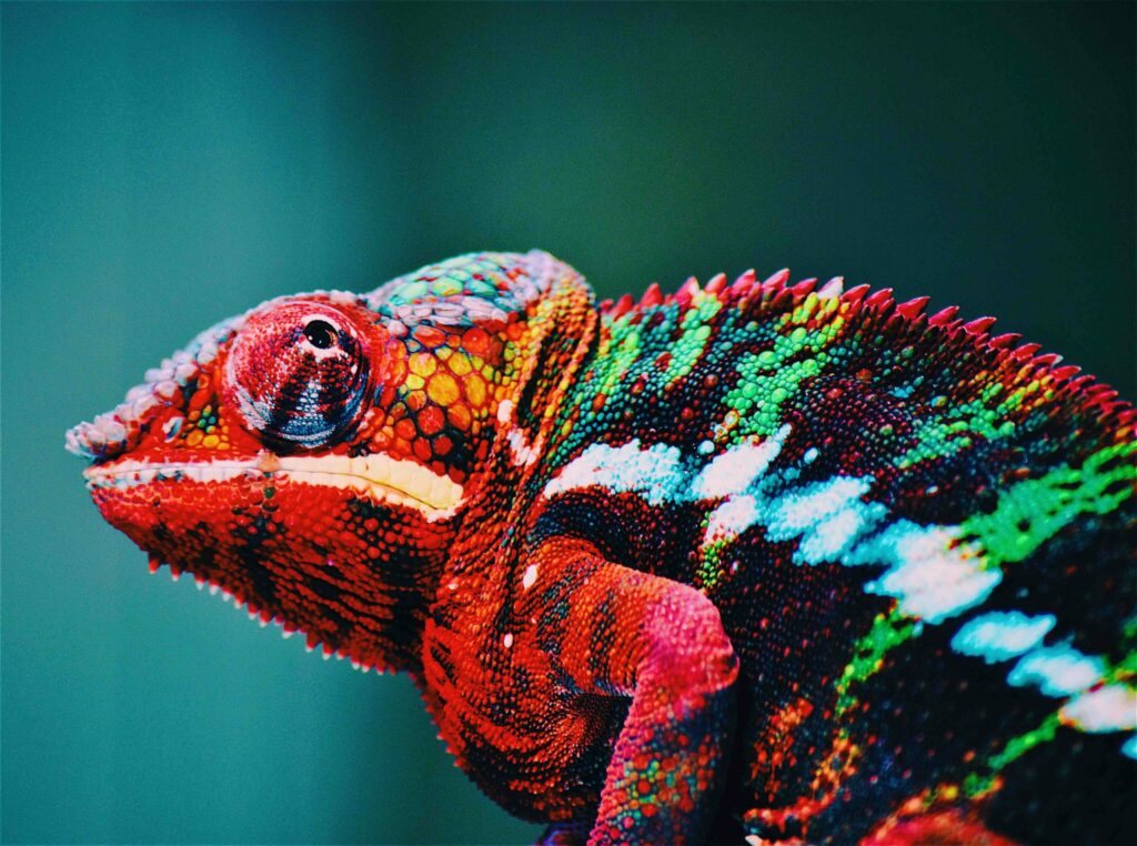 A great leader can also be a chameleon and change their spots to whatever they need in the moment. Being a project management leader in uncertain times means you have to recognize change. 